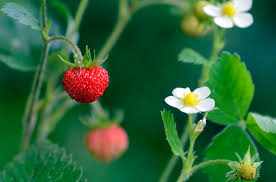 Attēlu rezultāti vaicājumam “Fragaria vesca fruit”