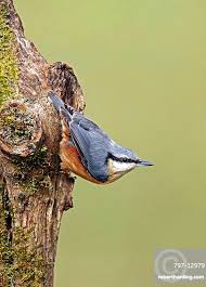 Attēlu rezultāti vaicājumam “Sitta europaea”