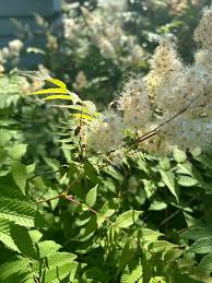 Attēlu rezultāti vaicājumam “Sorbaria sorbifolia flower”