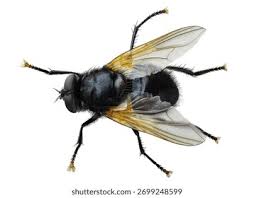 Attēlu rezultāti vaicājumam “Mesembrina meridiana”