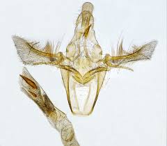 Attēlu rezultāti vaicājumam “Sciota fumella”