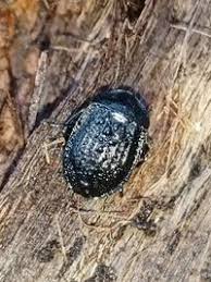 Attēlu rezultāti vaicājumam “Phosphuga atrata”