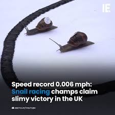 Image result for World Snail Racing Championships