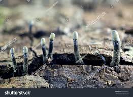 Attēlu rezultāti vaicājumam “Holwaya mucida”