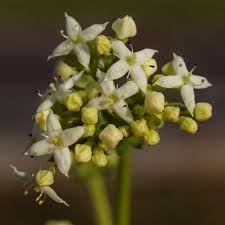 Attēlu rezultāti vaicājumam “Galium album bud”