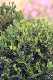 Attēlu rezultāti vaicājumam “Buxus sempervirens”