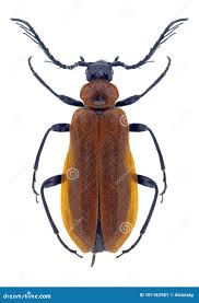 Attēlu rezultāti vaicājumam “Schizotus pectinicornis larva”