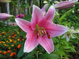 Image result for beladona