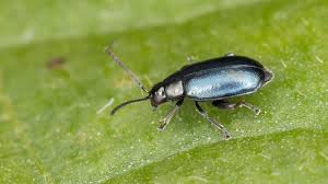 Attēlu rezultāti vaicājumam “Phyllotreta sp.”