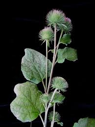 Attēlu rezultāti vaicājumam “Arctium lappa”