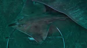 Image result for Dipturus intermedius