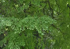 Attēlu rezultāti vaicājumam “Gymnocladus dioicus”