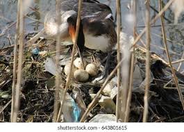 Attēlu rezultāti vaicājumam “Podiceps cristatus nest”