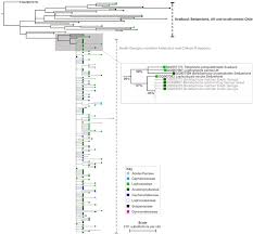 Attēlu rezultāti vaicājumam “Trilophozia quinquedentata”