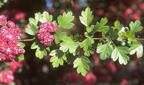 Attēlu rezultāti vaicājumam “Crataegus x macrocarpa leaf”