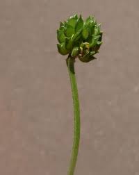 Attēlu rezultāti vaicājumam “Ranunculus cassubicus bud”