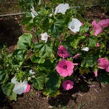 Image result for Lavatera trimestris