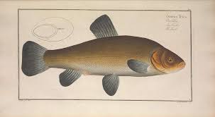 Image result for Tinca tinca