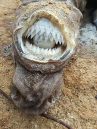 Image result for Dalatias licha