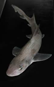 Image result for Mustelus asterias