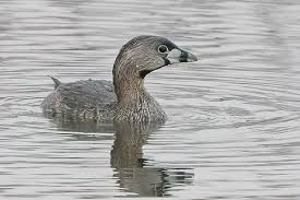 Image result for Podilymbus podiceps