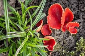 Attēlu rezultāti vaicājumam “Ascomycota”