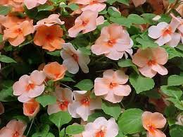 Image result for Impatiens walleriana