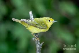 Image result for Dendroica petechia