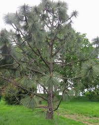 Attēlu rezultāti vaicājumam “Pinus”