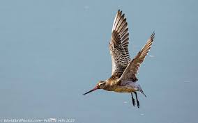 Attēlu rezultāti vaicājumam “Limosa lapponica adult”