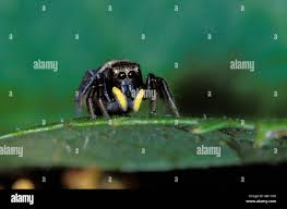 Attēlu rezultāti vaicājumam “Heliophanus sp.”