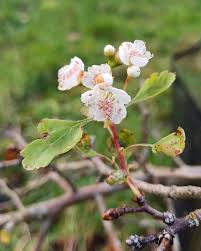 Attēlu rezultāti vaicājumam “Crataegus macracantha flower”