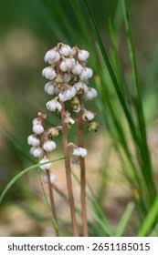 Attēlu rezultāti vaicājumam “Pyrola minor”