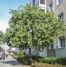 Attēlu rezultāti vaicājumam “Prunus armeniaca leaf”