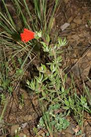 Attēlu rezultāti vaicājumam “Rubiaceae”
