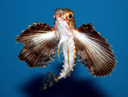 Image result for Dactylopterus volitans