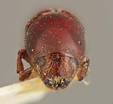 Attēlu rezultāti vaicājumam “Scolytus ratzeburgi”