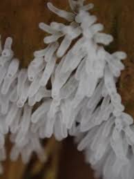 Attēlu rezultāti vaicājumam “Fuligo gyrosa macro”