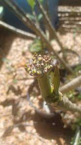 Attēlu rezultāti vaicājumam “Reticularia jurana”