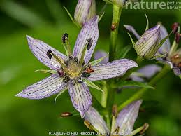 Attēlu rezultāti vaicājumam “Swertia perennis flower”