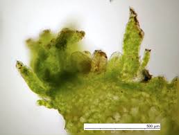 Attēlu rezultāti vaicājumam “Aneura pinguis”