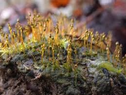 Attēlu rezultāti vaicājumam “Fissidens”