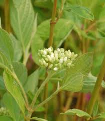 Attēlu rezultāti vaicājumam “Cornus sericea”