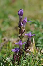Attēlu rezultāti vaicājumam “Gentianella campestris”