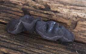 Attēlu rezultāti vaicājumam “Exidia truncata”