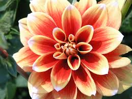 Image result for Dahlia x pinnata `Redskin`