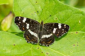 Attēlu rezultāti vaicājumam “Araschnia levana”