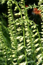 Image result for Digitalis lutea