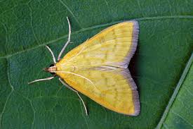 Attēlu rezultāti vaicājumam “Mecyna flavalis”