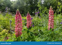 Attēlu rezultāti vaicājumam “Setaria glauca”